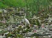 下渚湖国家湿地公园旅游攻略 之 白鹭