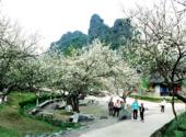 桂林冠岩风景区旅游攻略 之 桃李园