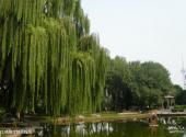 北京玲珑公园旅游攻略 之 杨柳岸晓风残月