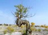 新疆艾比湖旅游攻略 之 植物资源