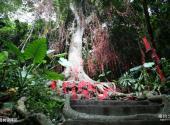 甘什岭槟榔谷原生态黎苗文化旅游区旅游攻略 之 母树崇拜区
