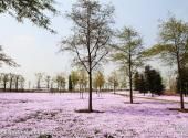 上海辰山植物园旅游攻略 之 北美植物区大型福禄考铺地景观