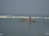 扬州高邮湖旅游攻略 之 放养鹅