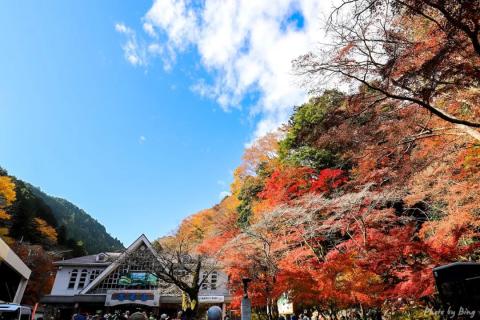 日本赏枫攻略 | 高尾山，此行最佳枫叶隧道小火车！