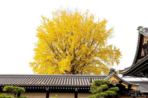 日本赏枫攻略 | 西本愿寺，400年的巨大的银杏精。