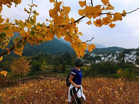 白云山村银杏园，看了整个秋季！