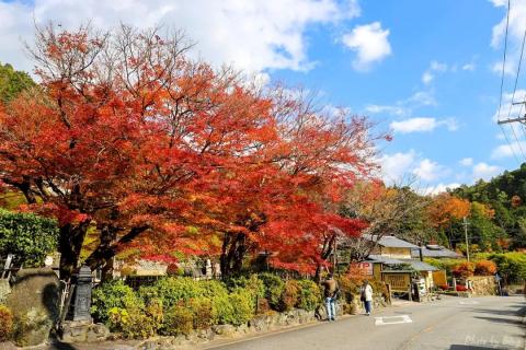 日本赏枫攻略 | 化野念佛寺，岚山最佳！