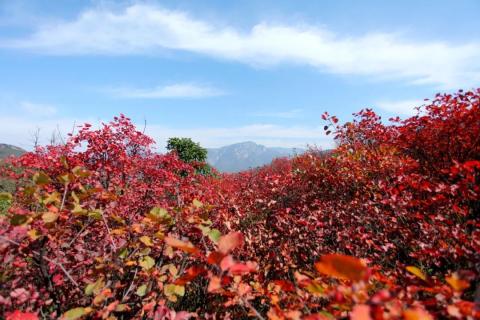 游记｜秋登嵩山赏红叶