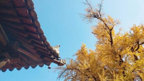 西安古观音禅寺，千年银杏树，一定要带上最爱的人来