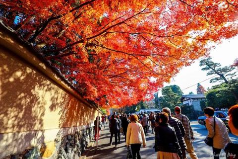 日本赏枫攻略 | 东福寺！不愧是枫叶之王！此行最佳！