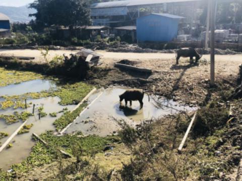 云南游记：浓浓的傣味来袭