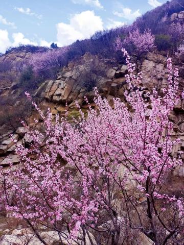 西安周边不可错过的徒步赏花路线—三凤山桃花谷