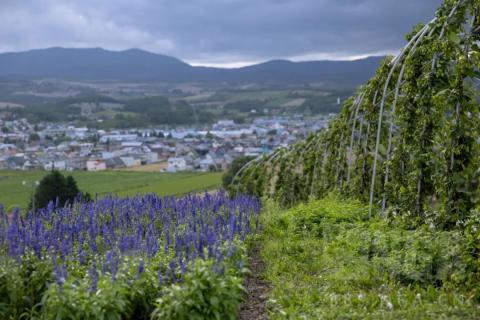 [游记分享] 再也不会爱了之再爱一次之北海道游记（六）