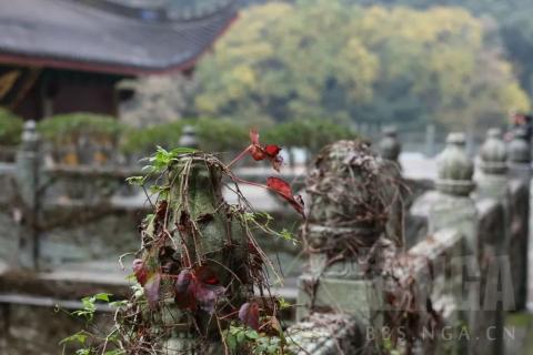 [游记分享] 杭州天竺法净禅寺旅游总结