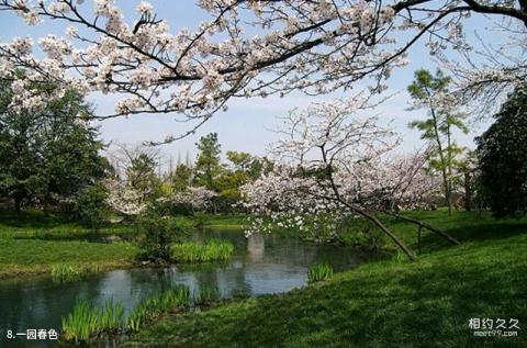 郯城新村银杏园旅游攻略 之 一园春色