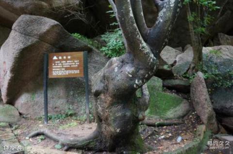 洛阳市西泰山风景区旅游攻略 之 抱母树