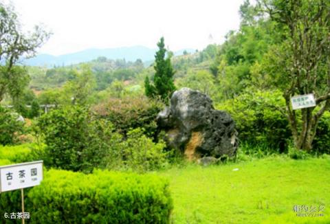 临沧茶文化风情园旅游攻略 之 古茶园