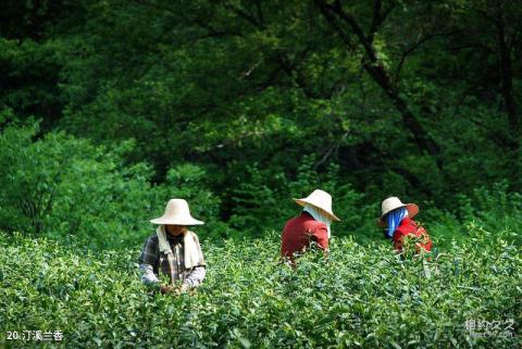 泾县水墨汀溪风景区旅游攻略 之 汀溪兰香