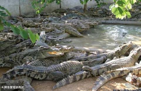 三亚龙虎园旅游攻略 之 鳄鱼繁殖驯养区