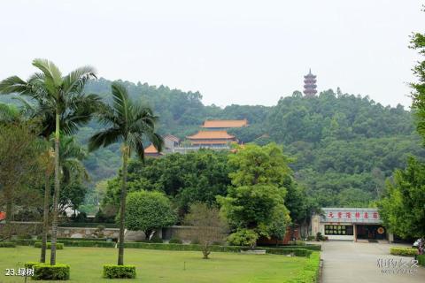 广州南沙天后宫旅游攻略 之 绿树