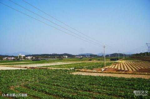 广州增城小楼人家景区旅游攻略 之 冬瓜菜心万亩园