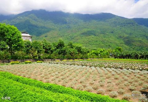 花莲慈济会旅游攻略 之 农地