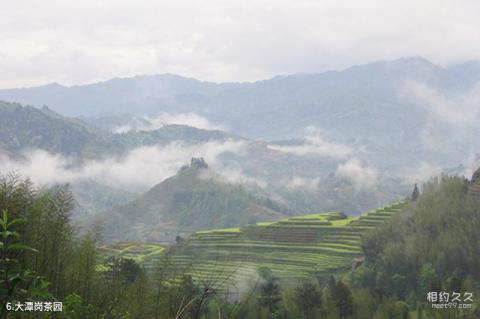 舟山东海大峡谷旅游攻略 之 大潭岗茶园