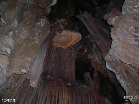 山东地下大峡谷旅游攻略 之 万年灵芝