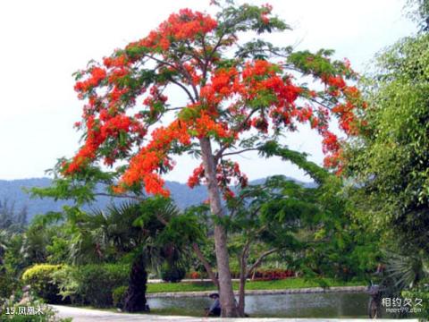 兴隆热带花园旅游攻略 之 凤凰木