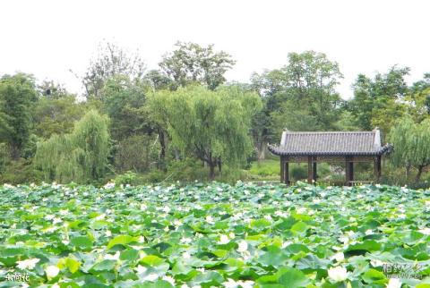 上海顾村公园旅游攻略 之 荷花