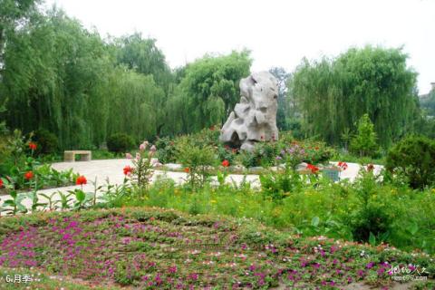 天津西沽公园旅游攻略 之 月季
