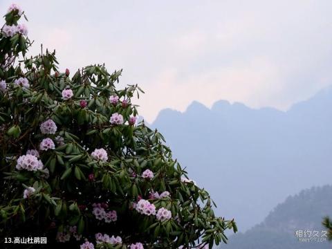 河南洛阳白云山景区旅游攻略 之 高山杜鹃园