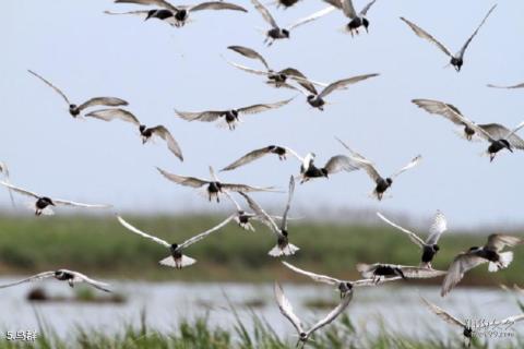 上海崇明东滩鸟类国家级自然保护区旅游攻略 之 鸟群