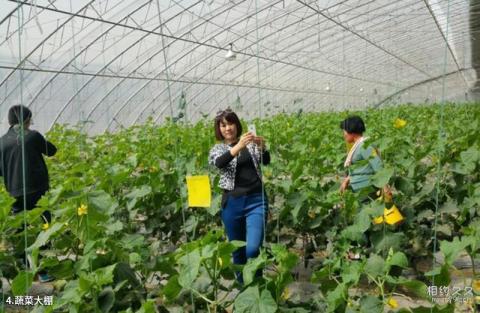 齐河昌润致中和有机农场旅游攻略 之 蔬菜大棚