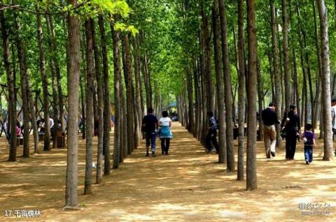 郑州金鹭鸵鸟游乐园旅游攻略 之 千亩槐林
