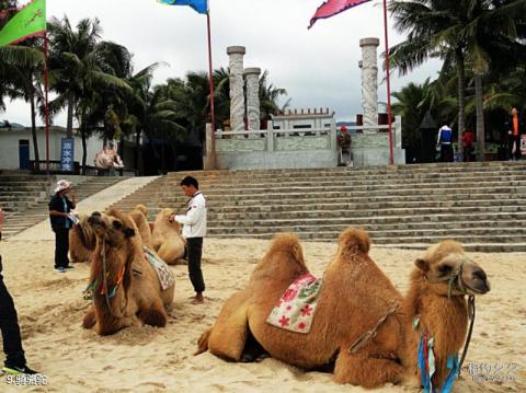 海南日月湾海门游览区旅游攻略 之 骑骆驼