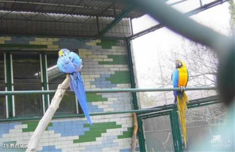 上海动物园旅游攻略 之 鹦鹉展区