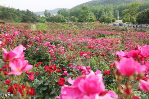 武汉木兰云雾山风景区旅游攻略 之 月季园