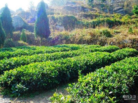 青岛植物园旅游攻略 之 茶园