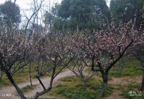 芜湖市赭山公园旅游攻略 之 梅花山