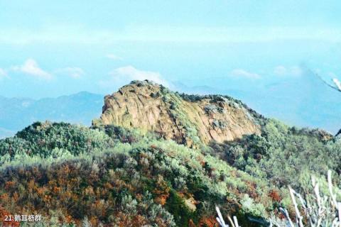 潍坊沂山风景区旅游攻略 之 鹅耳枥群