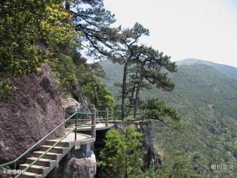 丽水龙泉山旅游区旅游攻略 之 绝壁奇松