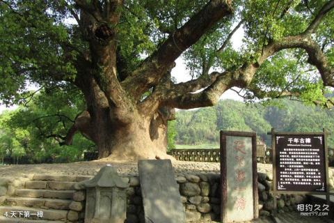 婺源严田古樟风景区旅游攻略 之 天下第一樟