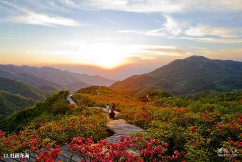 长沙大围山国家森林公园旅游攻略 之 杜鹃花海