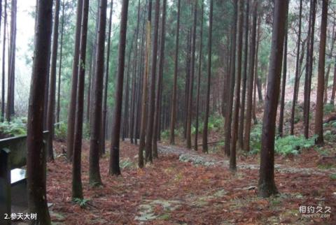 温州满田森林公园旅游攻略 之 参天大树