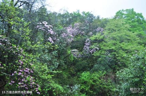 恩施咸丰坪坝营原生态休闲旅游区旅游攻略 之 万亩古树乔木杜鹃林