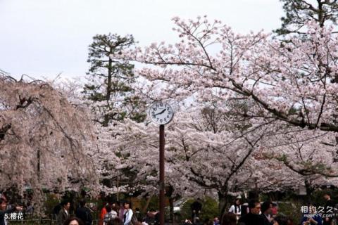 日本京都岚山旅游攻略 之 樱花