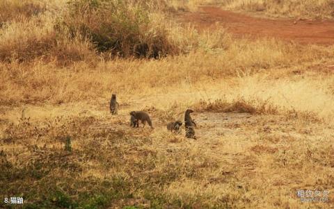 肯尼亚安博塞利国家公园旅游攻略 之 猫鼬