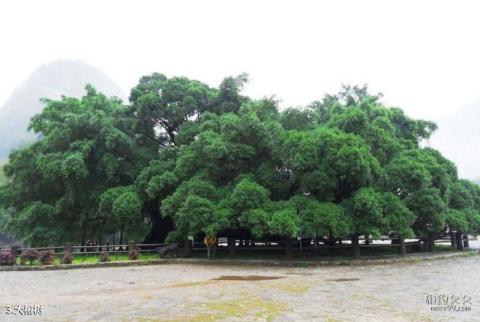 桂林月亮山景区旅游攻略 之 大榕树