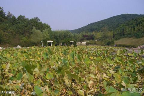 大连横山寺森林公园旅游攻略 之 荷花池